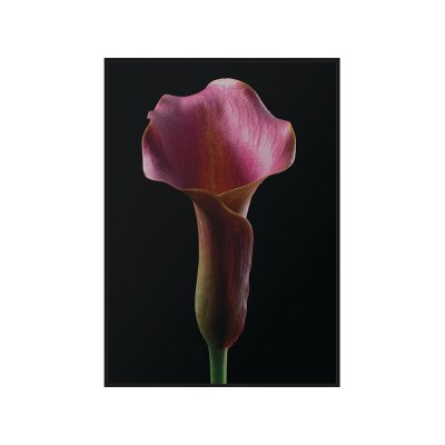 Obraz z różowym kwiatem 83 x 123